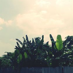 Low angle view of coconut palm tree against sky