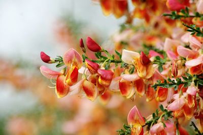 Close-up of butterfly on flowers