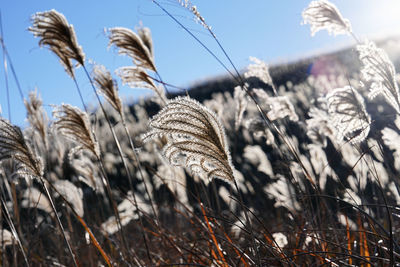 plant