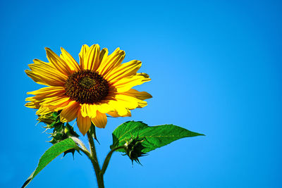 Close-up of sunflower against blue sky