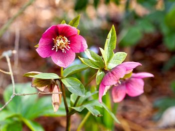 Close-up of pink flowering plant