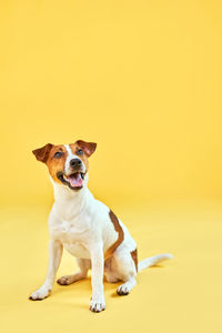 Dog standing against yellow background