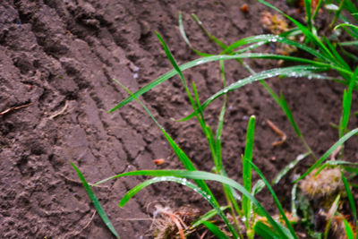 Close-up of fresh green plant