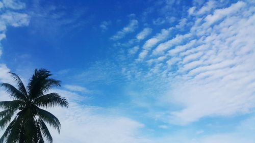 Low angle view of palm trees against cloudy sky