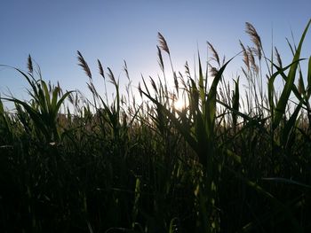 Close-up of fresh plants in field against clear sky