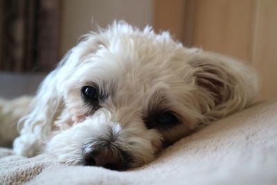 Close-up portrait of white dog resting at home