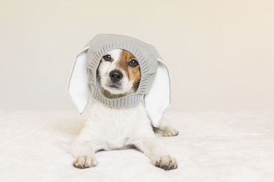 Portrait of dog wearing bunny hat on bed