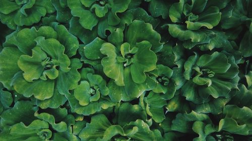 Full frame shot of green leaves