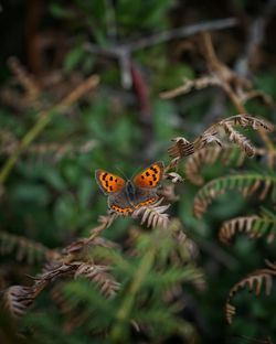 Close-up of butterfly on flower