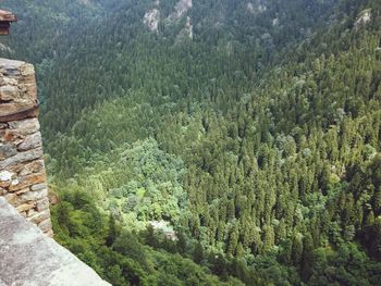 High angle view of grass