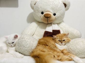 Cat resting on a toy