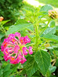 Close-up of pink flowers blooming outdoors