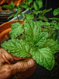 Cropped hand holding plant