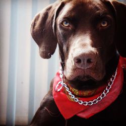 Close-up portrait of dog