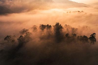 Low angle view of trees against sky during sunset