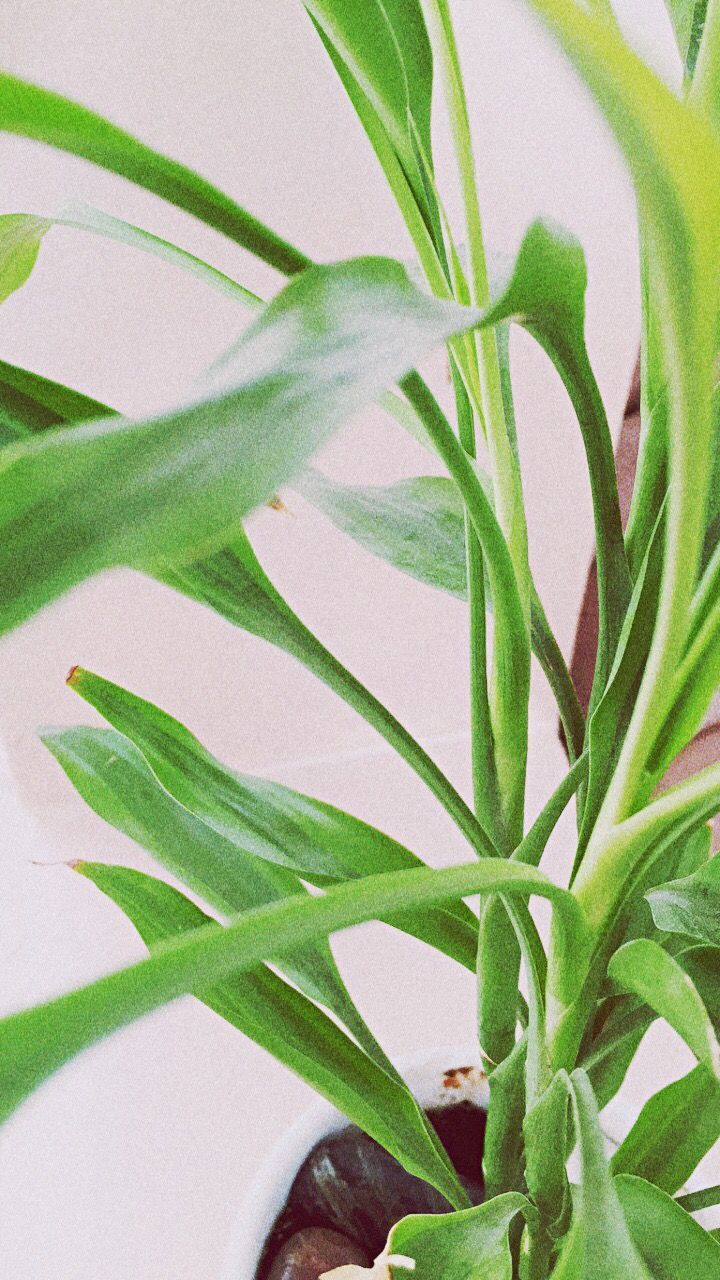 leaf, plant, human hand, nature, one person, close-up, real people, human body part, growth, day, indoors