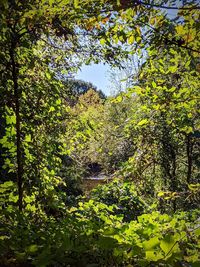 Trees growing in forest