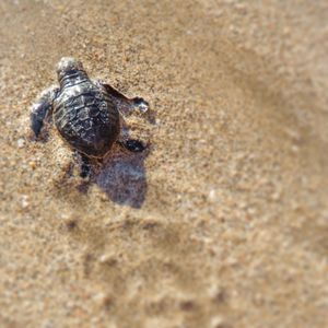 Close-up of crab on sand