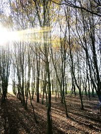 Trees on field against sky