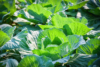 Close-up of fresh green leaves on plant