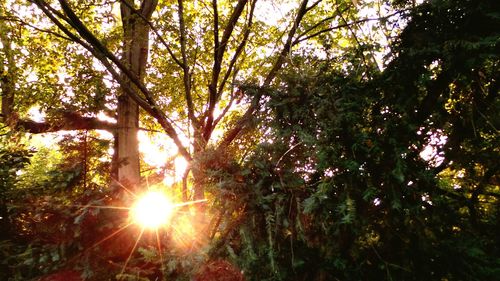 Sunlight streaming through trees