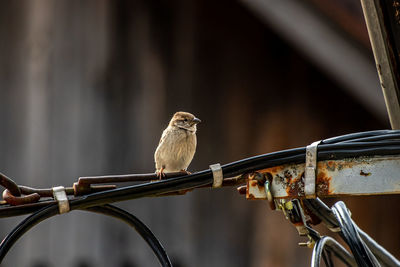 Close-up of bird perching on metal