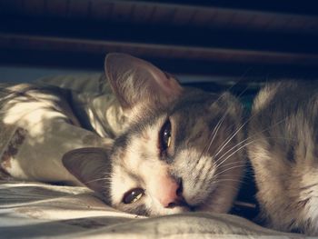 Close-up of a cat resting on bed