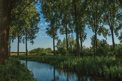 Creek in the woods near the village of damme. a charming country village in belgium.