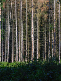 Pine trees in forest