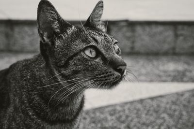 Close-up of a cat looking away