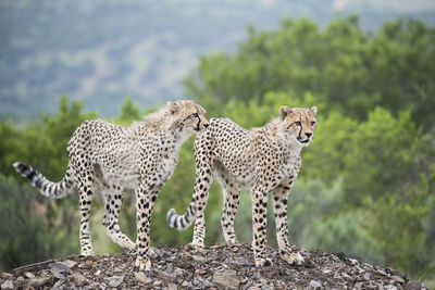 Cheetahs looking away against trees