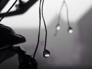 Close-up of water drops on leaf