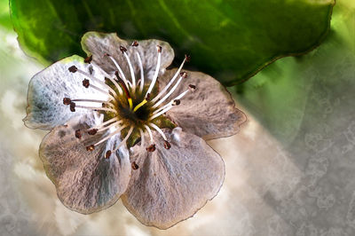 Close-up of white flowering plant