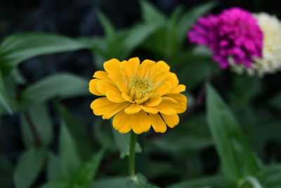 Close-up of yellow flowering plant