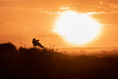 Silhouette bird on field against orange sky