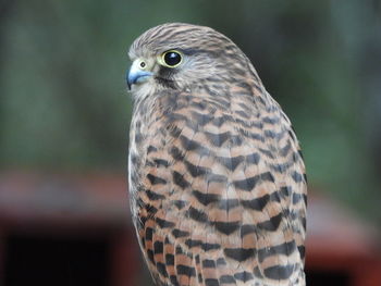 Close-up of a bird