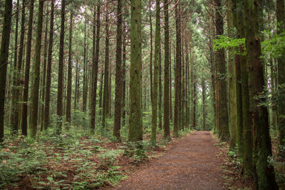 View of trees in forest