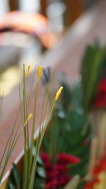 Close-up of red flowering plant