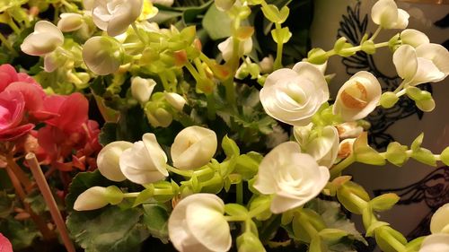 Close-up of flowers