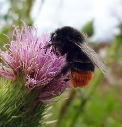 Close-up of bee pollinating on thistle