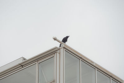 Low angle view of bird perching on building against cloudy sky