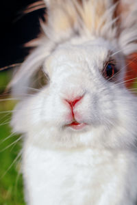 Close-up portrait of white cat