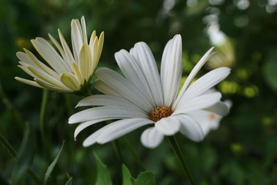 Close-up of white flower, daisy