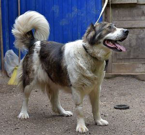 Dog looking away