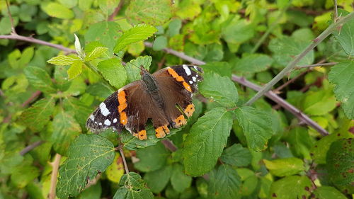 Close-up of butterfly on plant