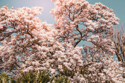 Beautiful flowers of purple blooming magnolia. spring bloom magnolia trees.