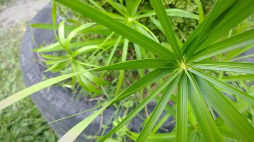 High angle view of plants