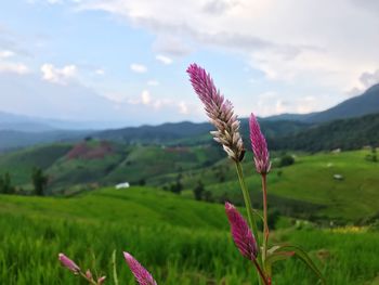 Close-up of pink flower on field against sky