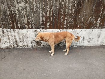 Side view of a dog standing against wall