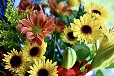Close-up of daisy flowers